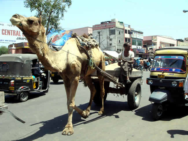 Esta imagem tem um texto alternativo em branco, o nome da imagem é india-camelo-rickshaw.jpg