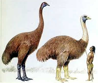 Esta imagem tem um texto alternativo em branco, o nome da imagem é AVES-GIGANTES-EXTINTAS.jpg